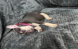 French Bulldog dogs for sale: Gorgeous Puppies ready to be reserved  - Image 18