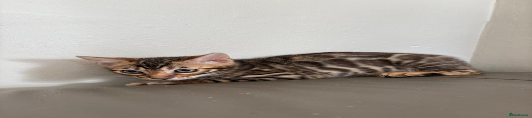 Bengal Kitten 3