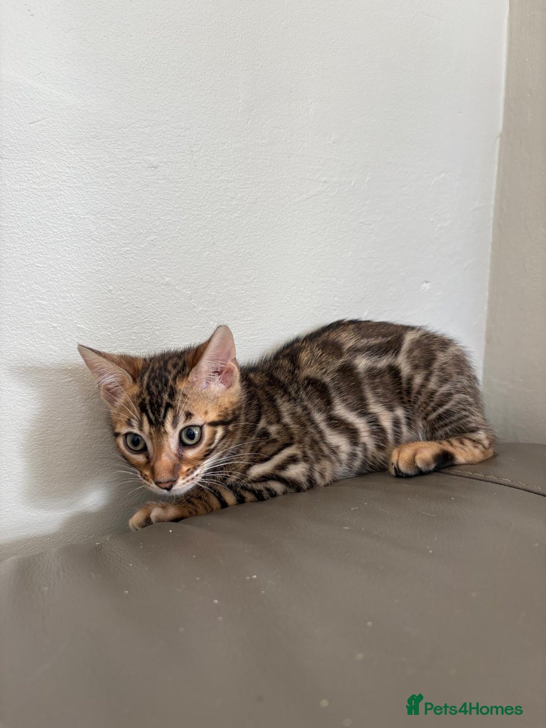 Bengal cats for sale: Pure bred bengal kittens - Image 16