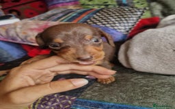 Miniature Dachshund dogs for sale: MAGNIFICENT MINIATURE DACHSHUND PUPPIES FOR SALE - Image 4