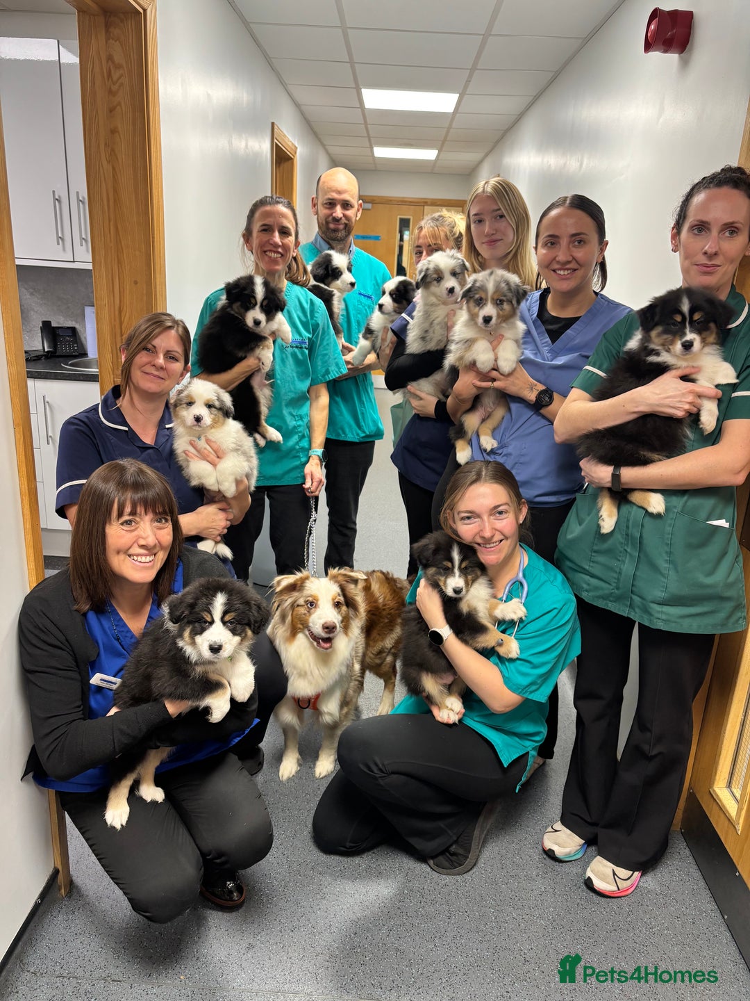 Australian Shepherd dogs for sale: KC registered Australian shepherd puppies  - Advert 4