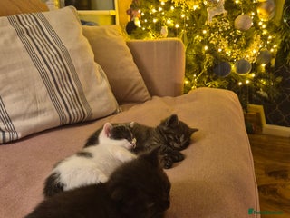 Mixed Breed cats 9 week old kittens both boys. Black & white/black - Advert 1