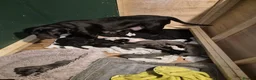 Cane Corso dogs for sale: 🐾 10 BEAUTIFUL CANE CORSO PUPPIES FOR SALE 🐾 - Advert 8