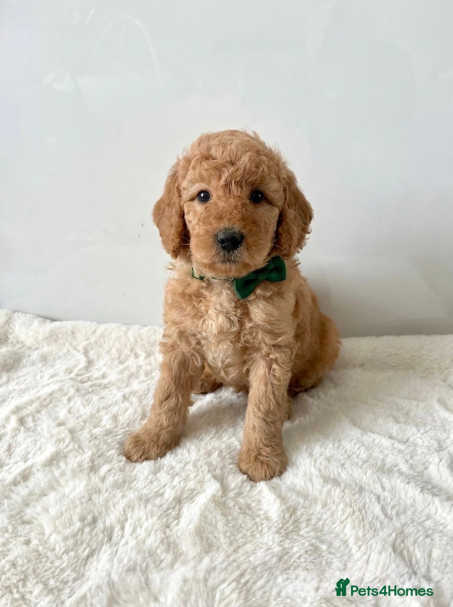 Australian Labradoodle dogs 🌟 Australian Labradoodle Puppies  🌟 - Advert 7