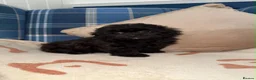 Shihpoo dogs for sale: 🖤🩶Stunning Shihpoo Puppies READY NOW🖤🩶 - Advert 10