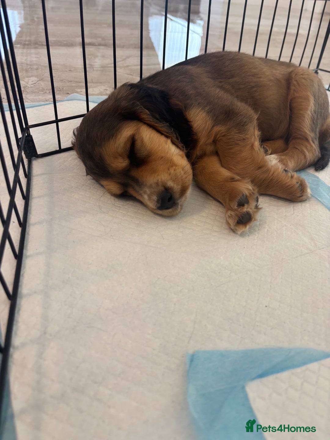 Cocker Spaniel dogs for sale: Working cocker spaniel puppies  in Bury Saint Edmunds - Image 7