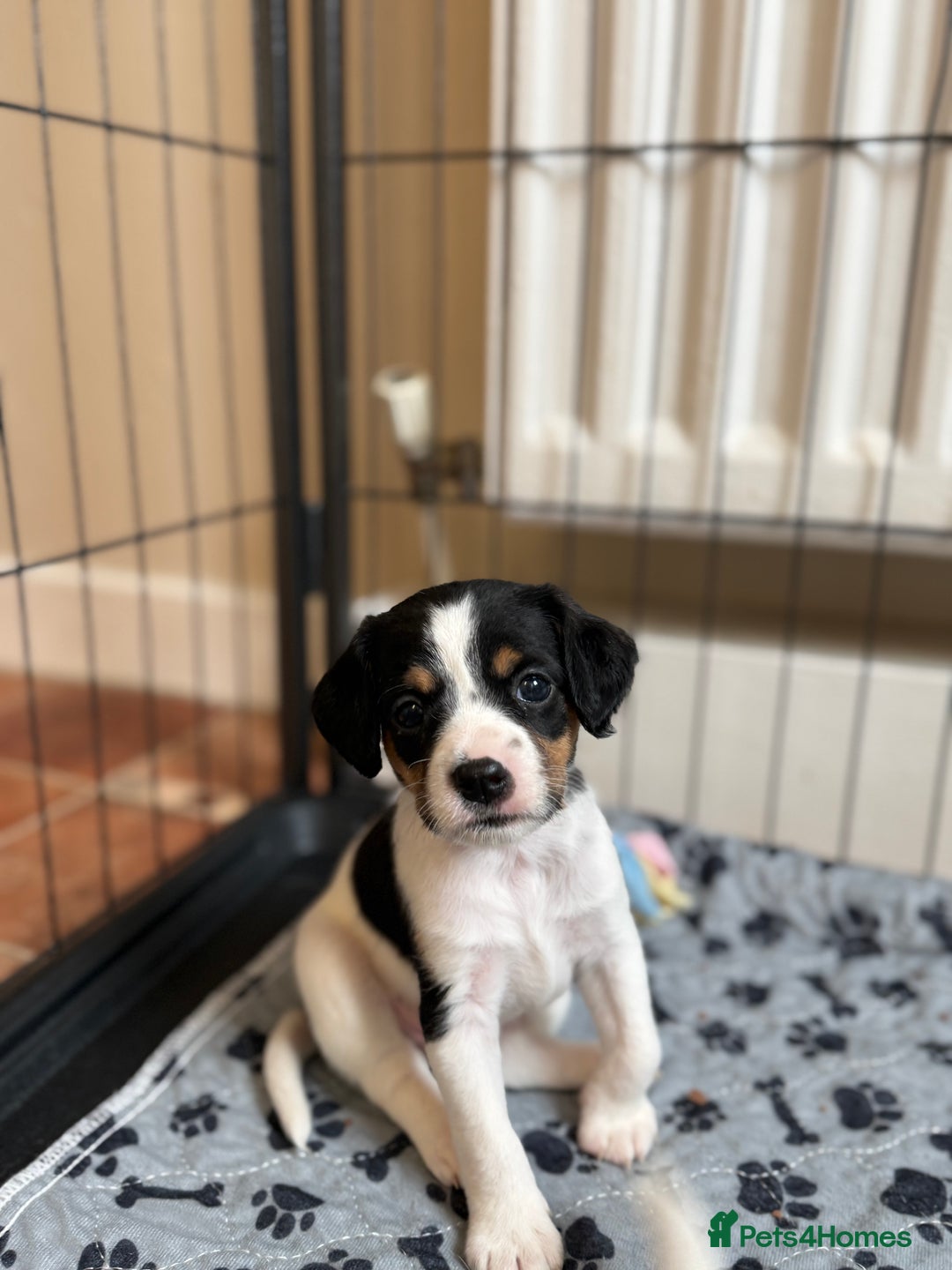 Mixed Breed dogs for sale: Cavalier King Charles cross puppies - Advert 2