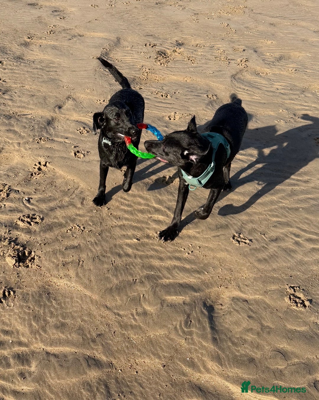 Mixed Breed dogs for sale: Marley the loveable Borador - Advert 7