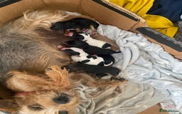Mixed Breed dogs for sale: Yorkshire terrier/Jack Russell - Image 8