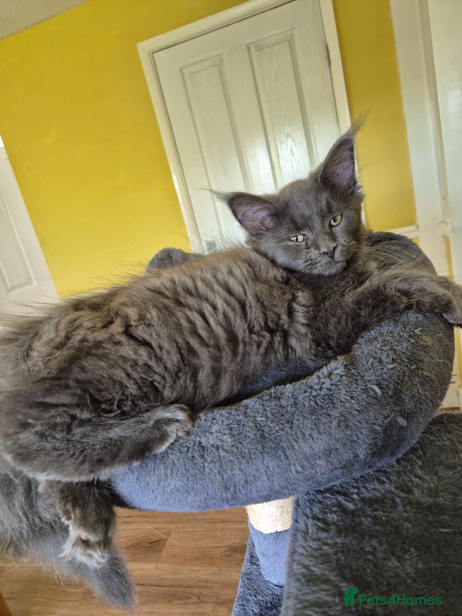 Maine Coon cats Tica Registered Kittens. 1 left. REDUCED !!! - Advert 1