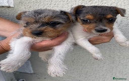 Jack Russell dogs for sale: Jack Russell puppies  - Image 2