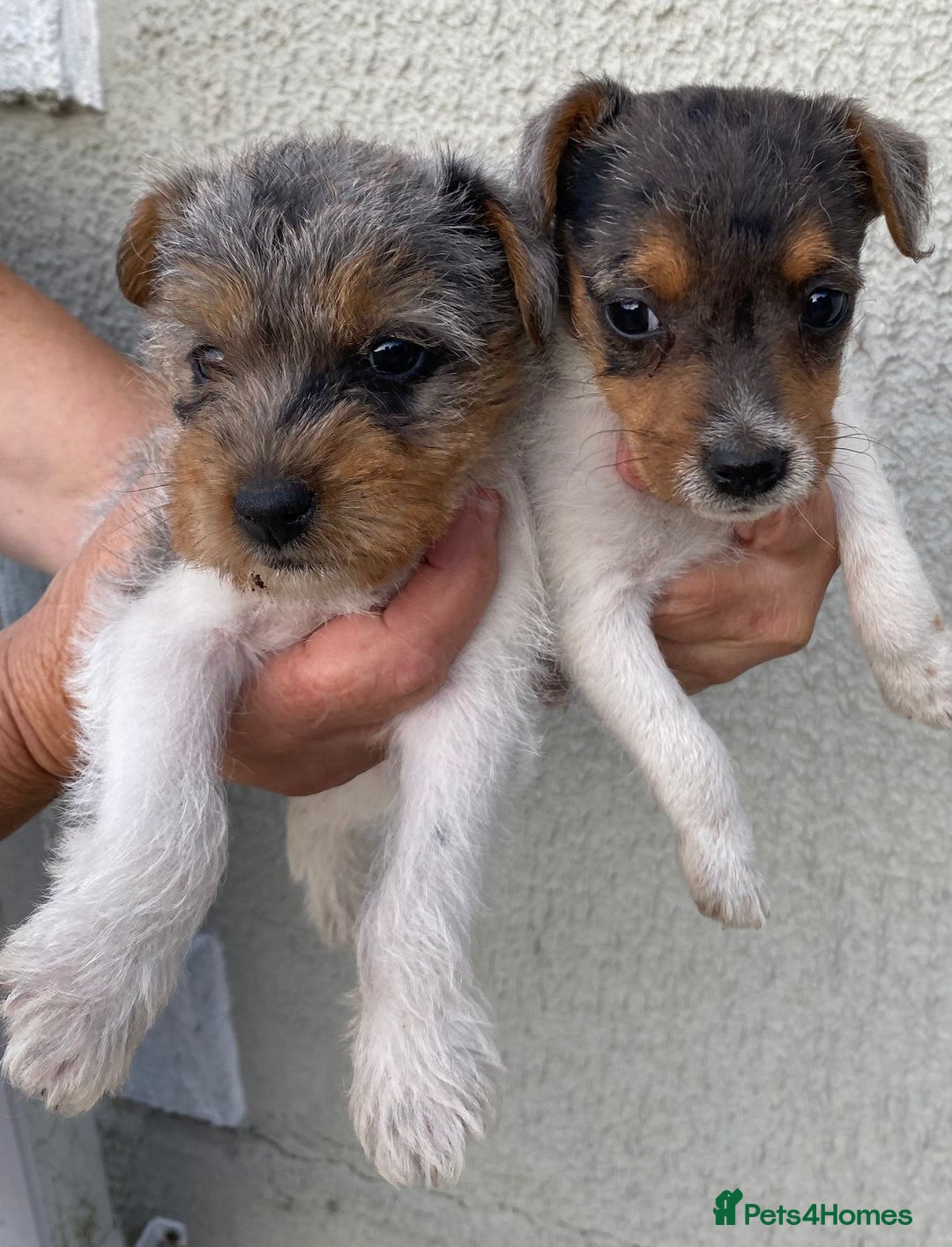 Jack Russell dogs for sale: Jack Russell puppies  - Image 2