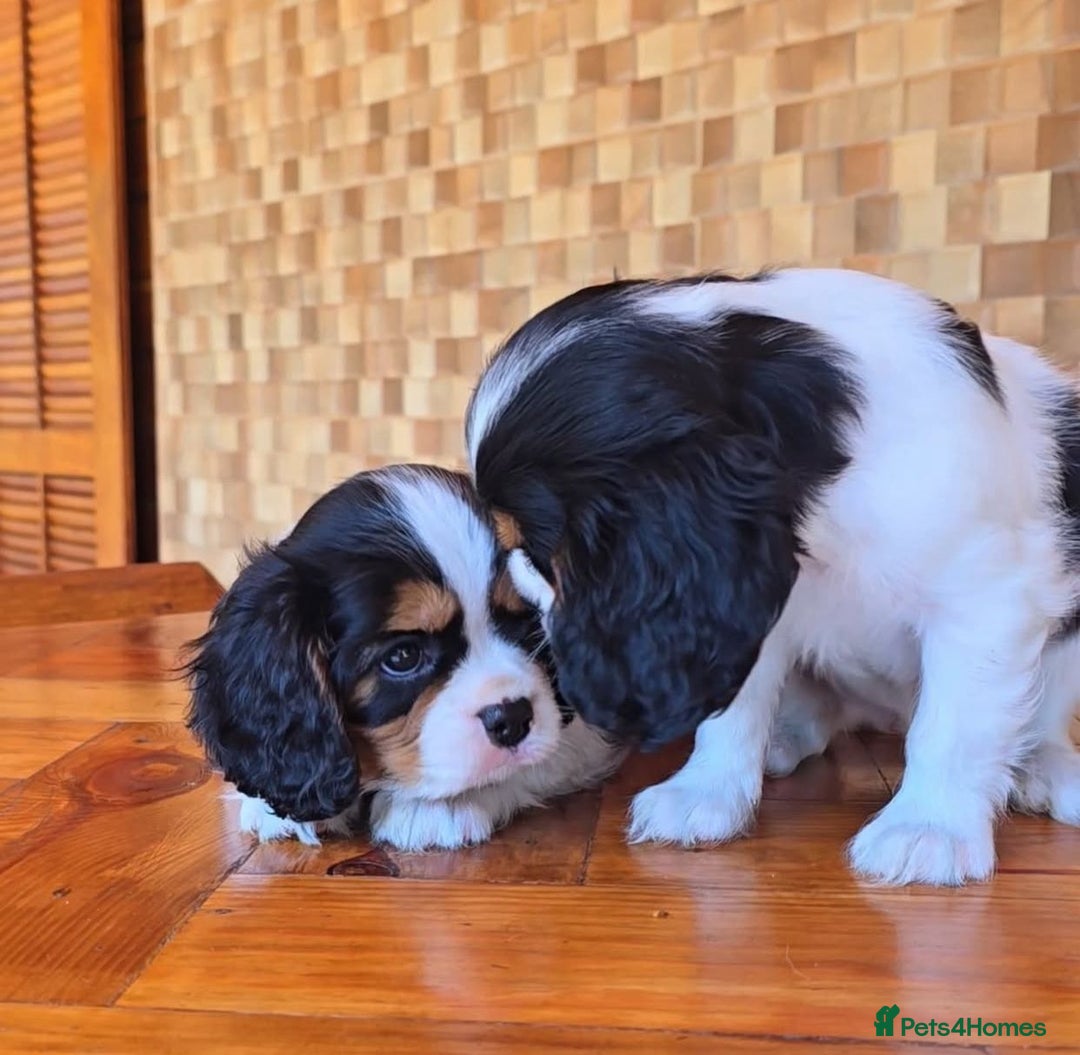 Cavalier King Charles Spaniel dogs for sale: Pure-bred Cavalier King Charles Spaniel puppies  - Image 4