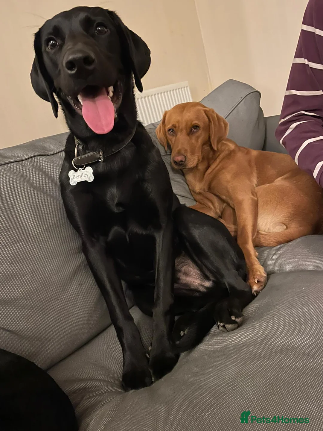 Labrador Retriever dogs for stud: BLACK LAB FOR STUD - Advert 5