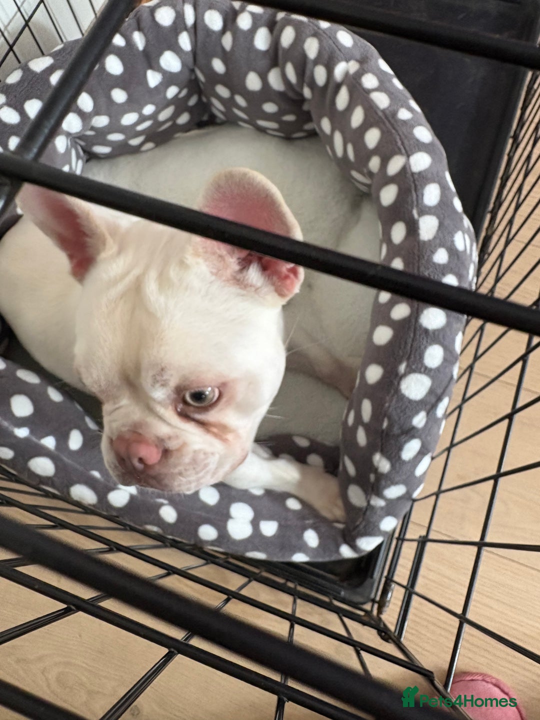French Bulldog dogs for sale: French bulldog for sale male  - Advert 5