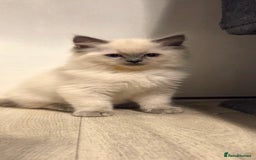 Ragdoll cats for sale: Pure blue mitted Ragdoll kittens - Image 11
