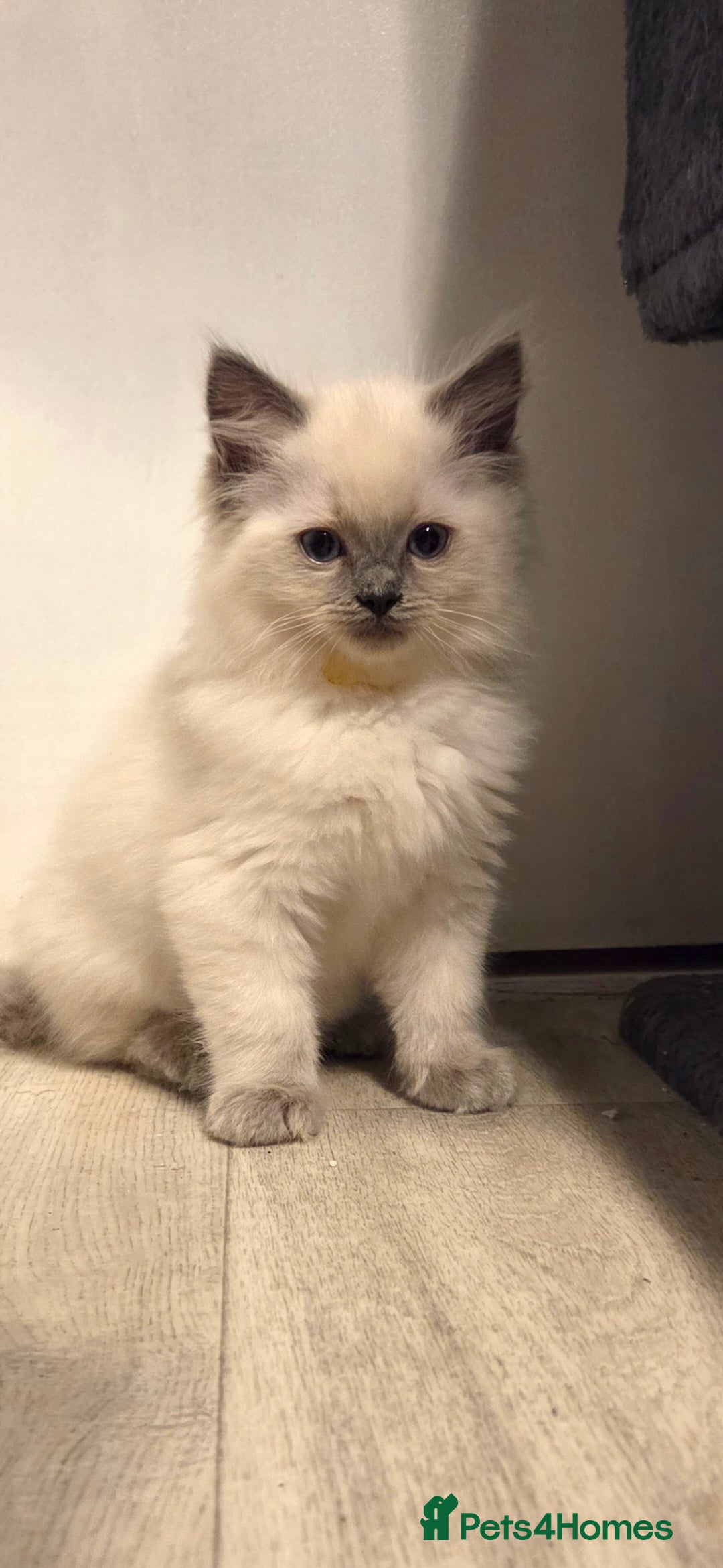 Ragdoll cats for sale: Pure blue mitted Ragdoll kittens - Image 11