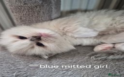 Ragdoll cats for sale: 5 GCCF Pedigree Ragdoll kittens for sale - Image 12