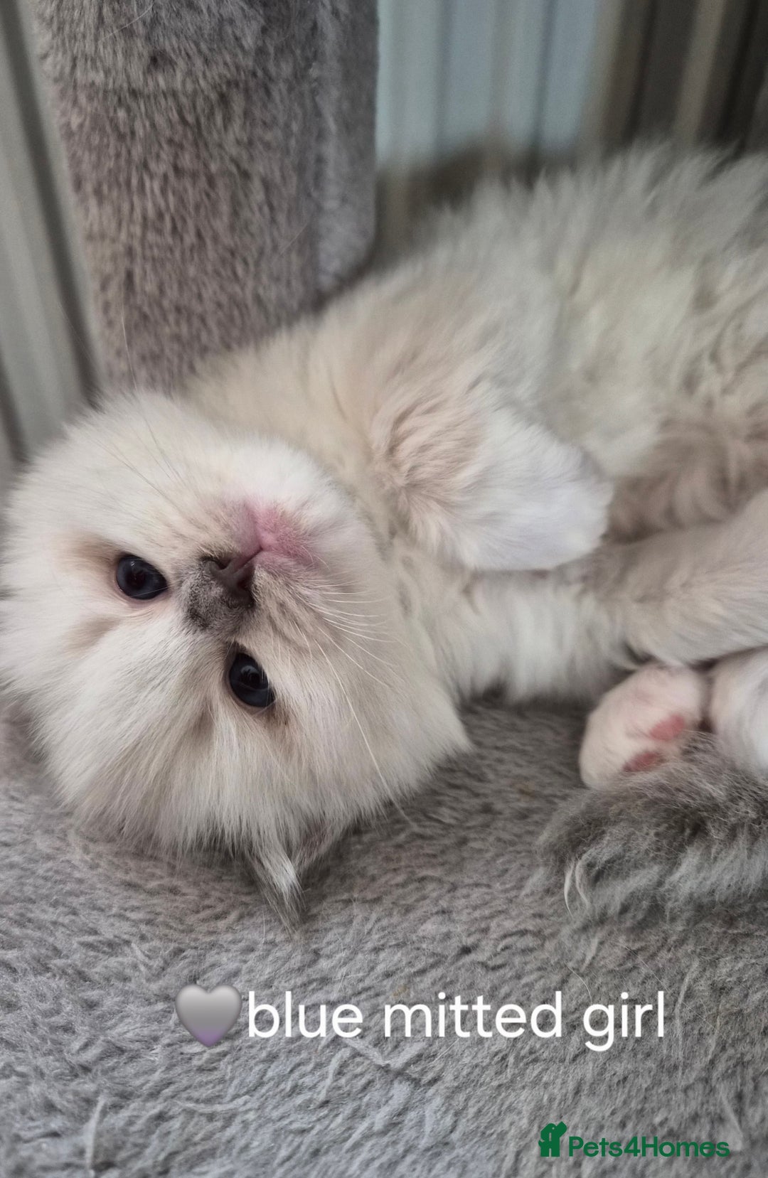 Ragdoll cats for sale: 5 GCCF Pedigree Ragdoll kittens for sale - Image 12