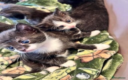 Mixed Breed cats for sale: Kittens for sale - Image 3