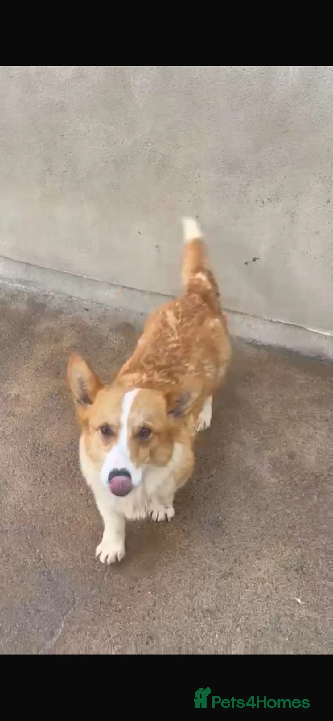 Welsh Corgi Pembroke dogs for sale: 2 kc registered corgis  - Advert 3