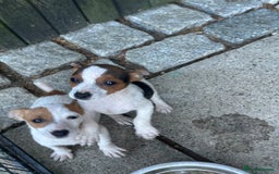 Jack Russell dogs for sale: Stunning litter of Traditional JackRussell pups  - Image 3