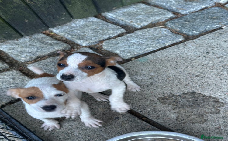 Jack Russell dogs - Advert 6