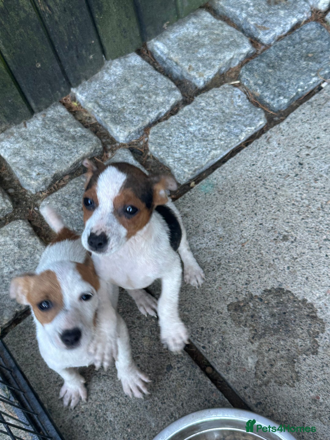 Jack Russell dogs for sale: Stunning litter of Traditional JackRussell pups  - Image 3