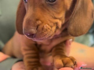 Miniature Dachshund dogs LAST BOY LEFT X Miniature dachshund puppies - Advert 9