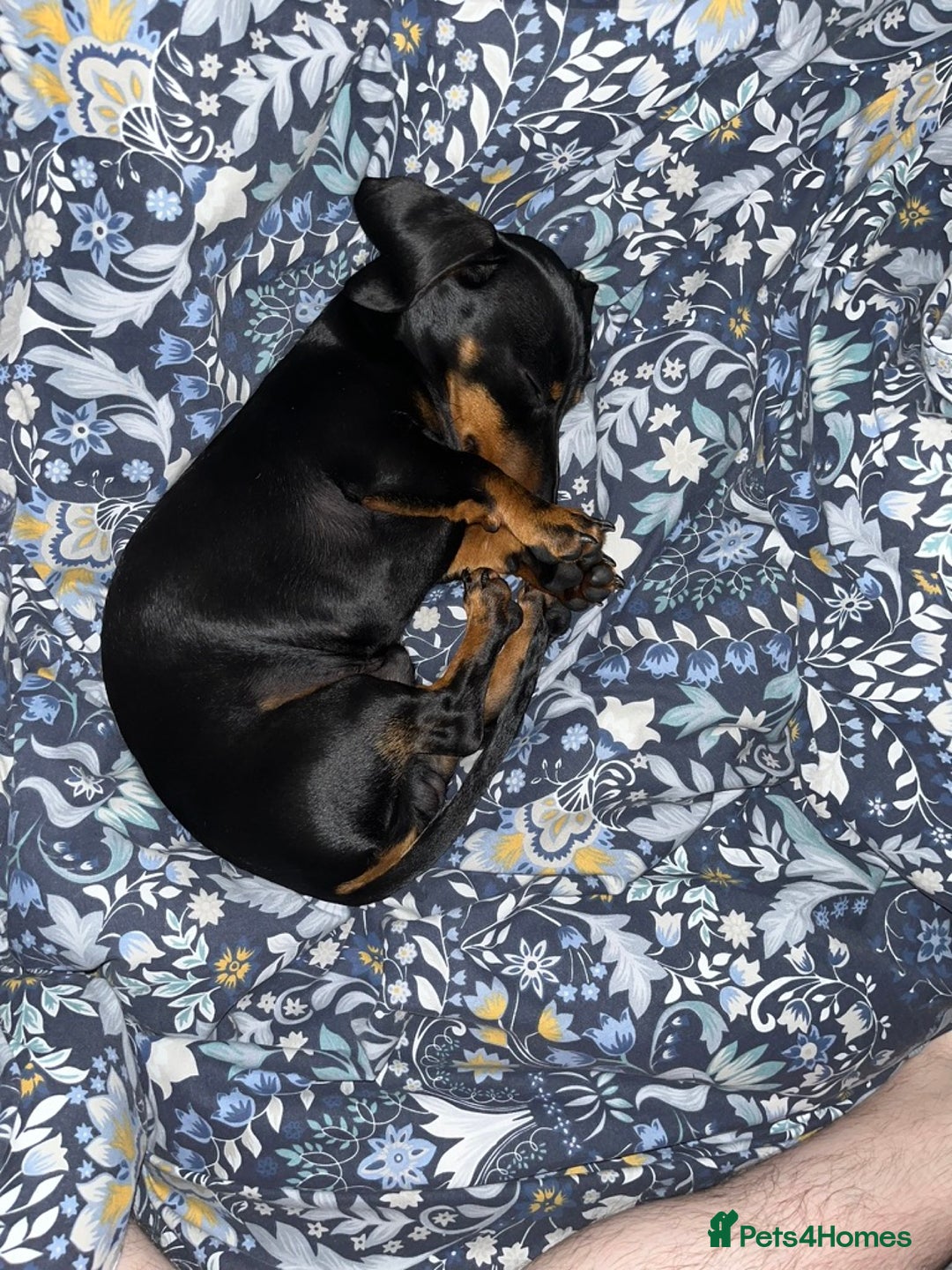 Miniature Dachshund dogs for sale: Black-and-Tan Mini Dachshunds—Homes Needed Urgent - Advert 3