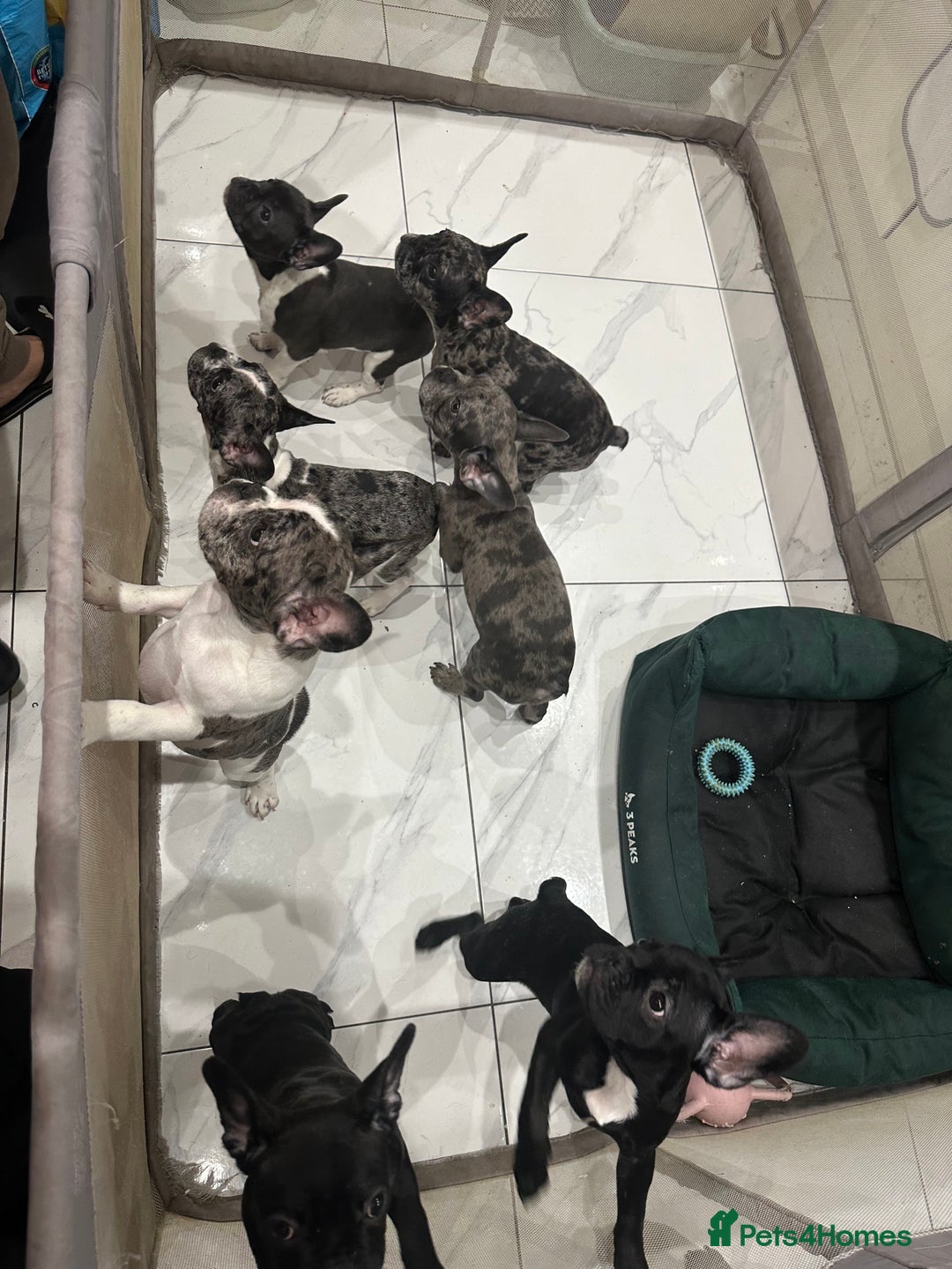 French Bulldog dogs for sale: French Bulldog Puppies for sale  - Advert 7