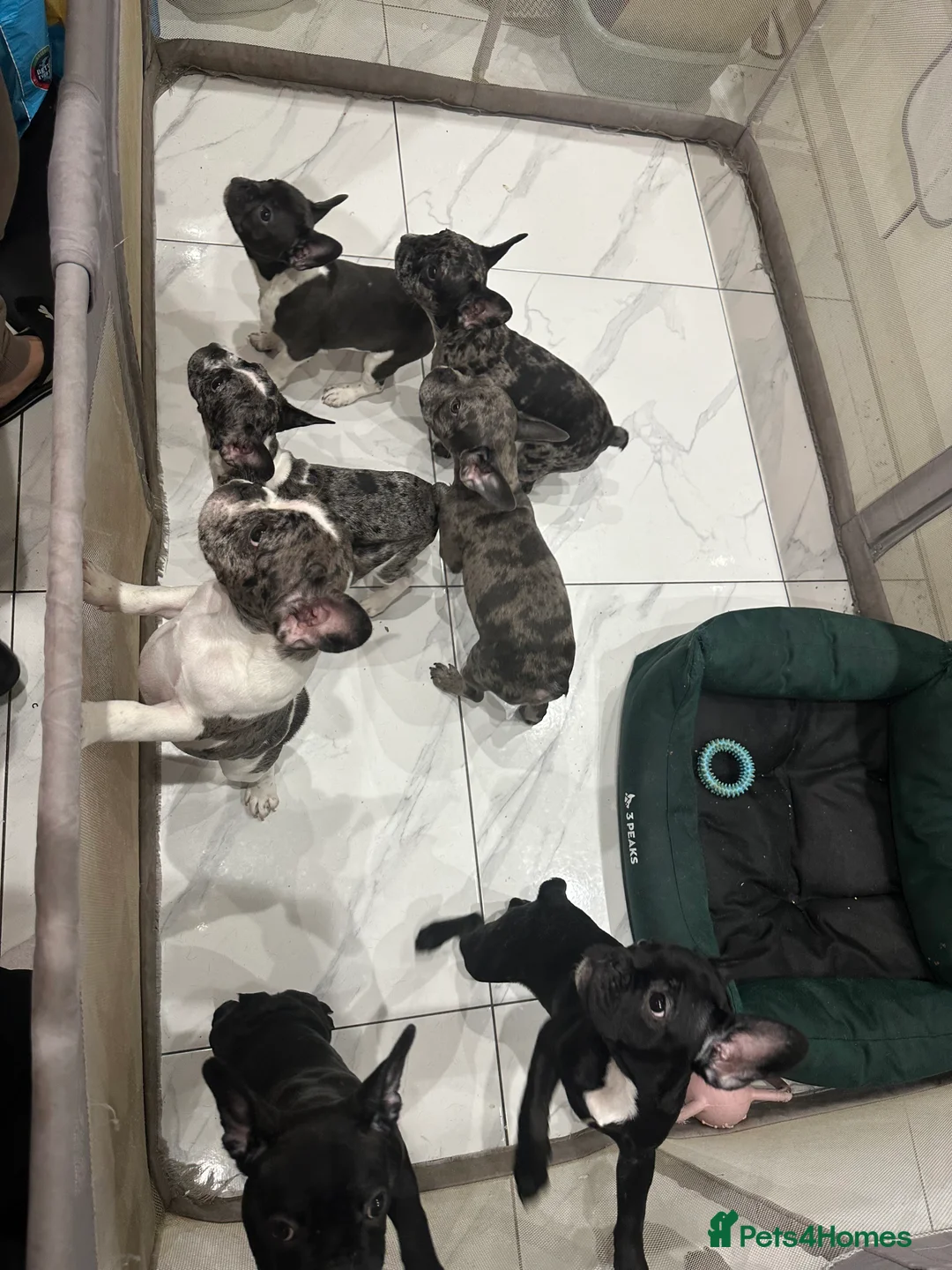 French Bulldog dogs for sale: French Bulldog Puppies for sale  - Advert 7