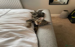 Mixed Breed cats for sale: Rehoming of kitten required - Image 1