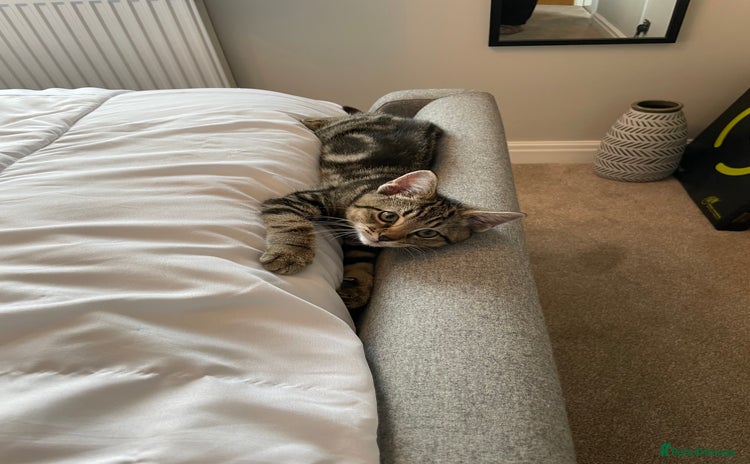 Mixed Breed cats - Advert 1