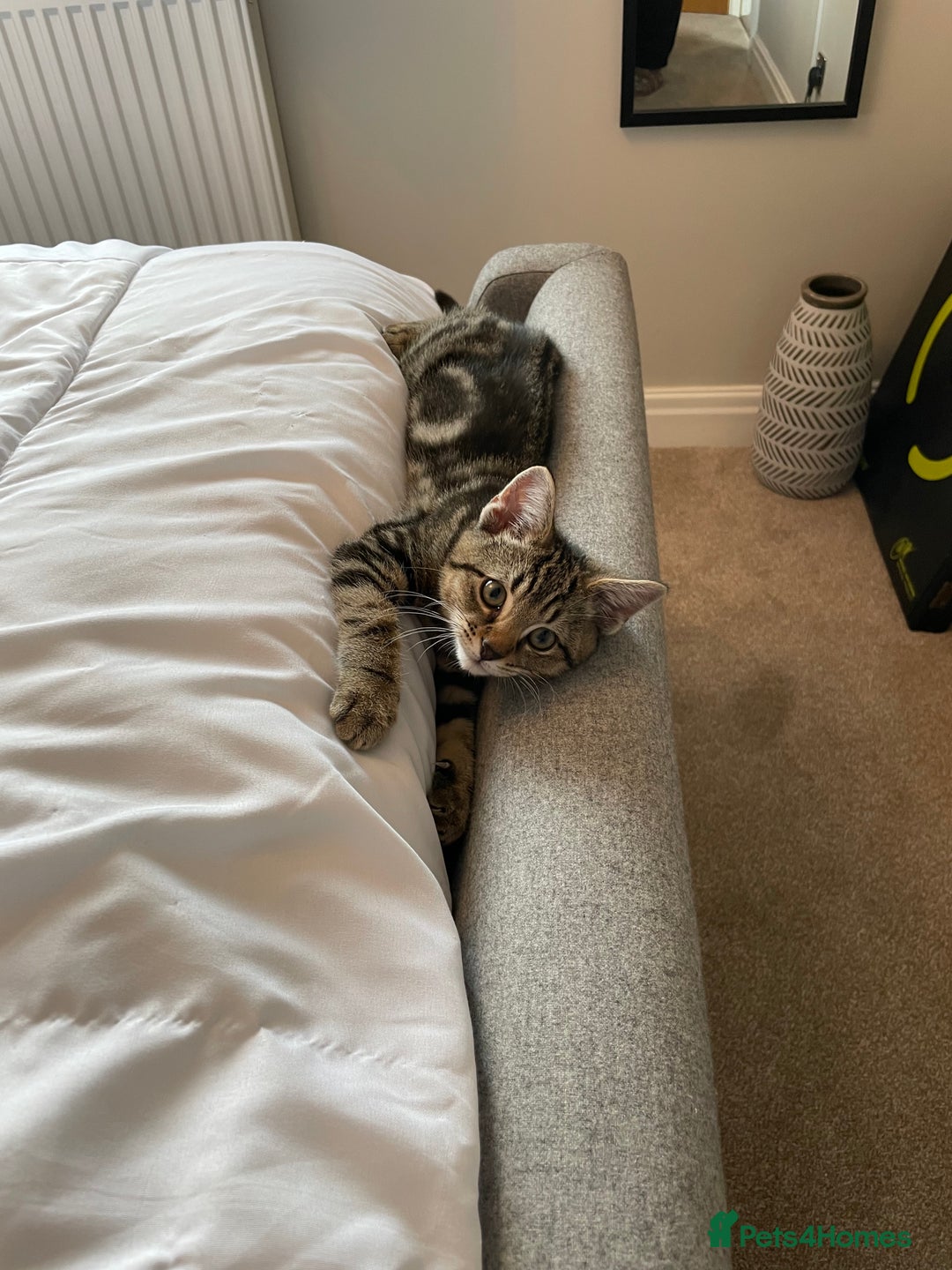 Mixed Breed cats for sale: Rehoming of kitten required - Image 1