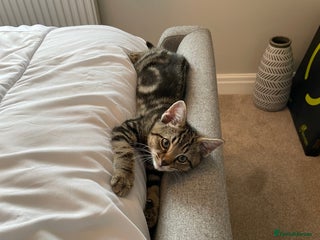 Mixed Breed cats for sale - Advert 1