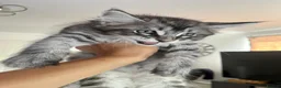 Maine Coon cats for sale: Maine coon kittens for sale - Advert 6