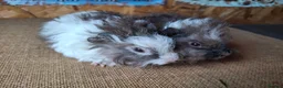 Guinea Pig rodents for sale: Lunkarya  - Advert 5
