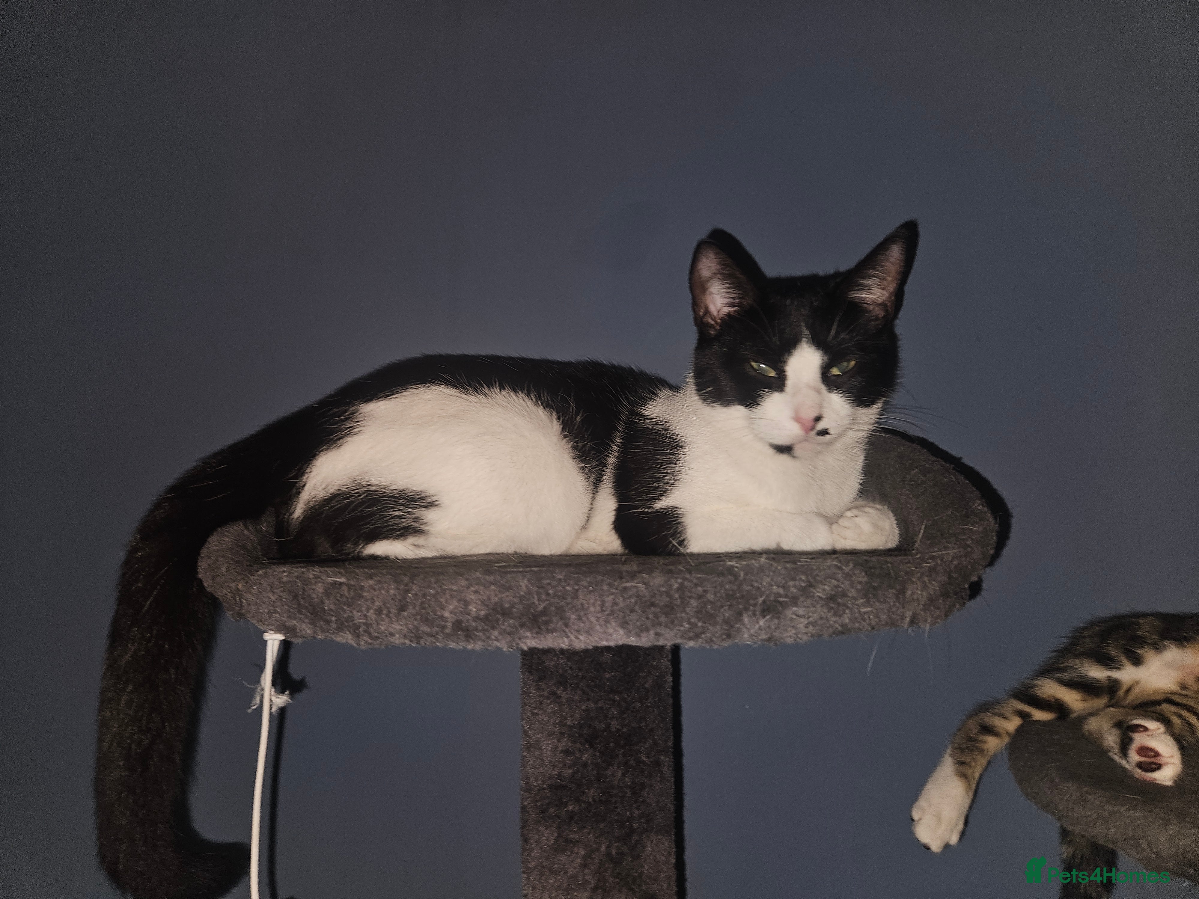 Domestic Shorthair cats Kittens for sale - Advert 6