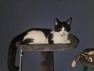 Domestic Shorthair cats Kittens for sale - Advert 1