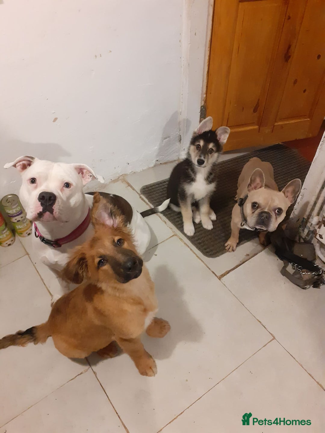 Shepsky dogs for sale: 14 week old husky cross German shepard male  - Advert 2