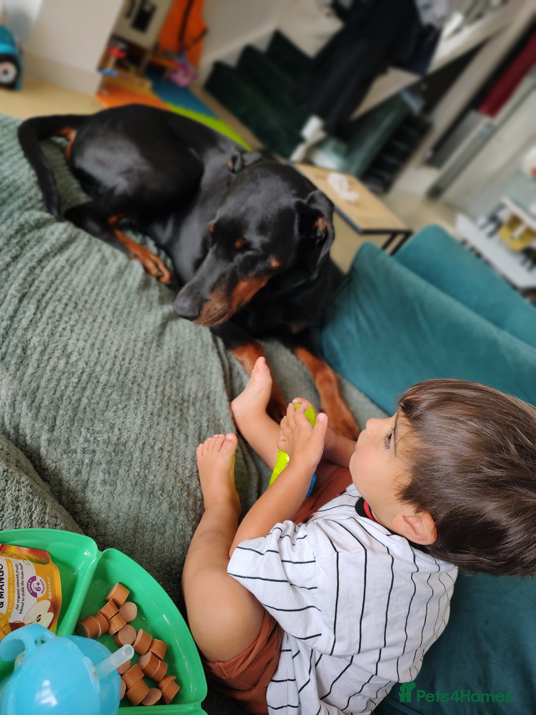 Dobermann dogs for sale: 4 year old Male Doberman looking for forever home - Image 11