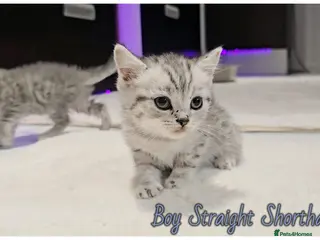 Scottish Fold cats Scotish fold kittens - Advert 3
