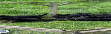 German Shepherd Puppy 7