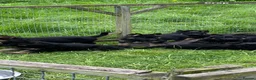 German Shepherd dogs for sale: German shepherd puppies  - Advert 5