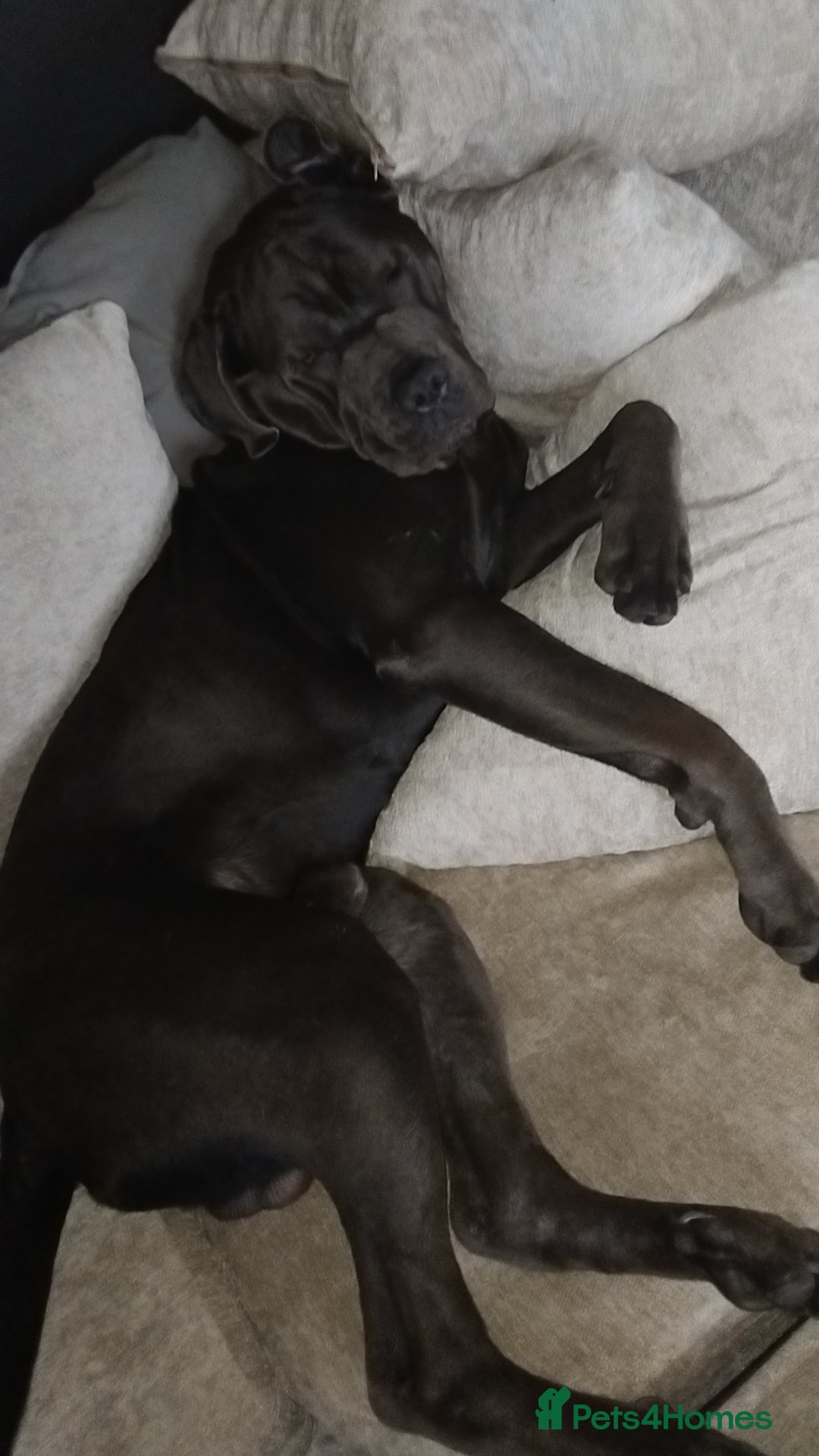 Cane Corso dogs Cane corso. - Advert 6