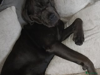 Cane Corso dogs Cane corso. - Advert 1