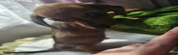 Dachshund dogs for sale: Miniture Dashshunds READY TO RESERVE - Advert 14