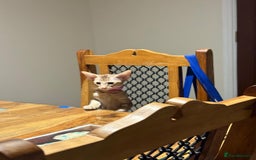 Oriental cats for sale: Last GCCF Oriental female reduced £850 - Image 2