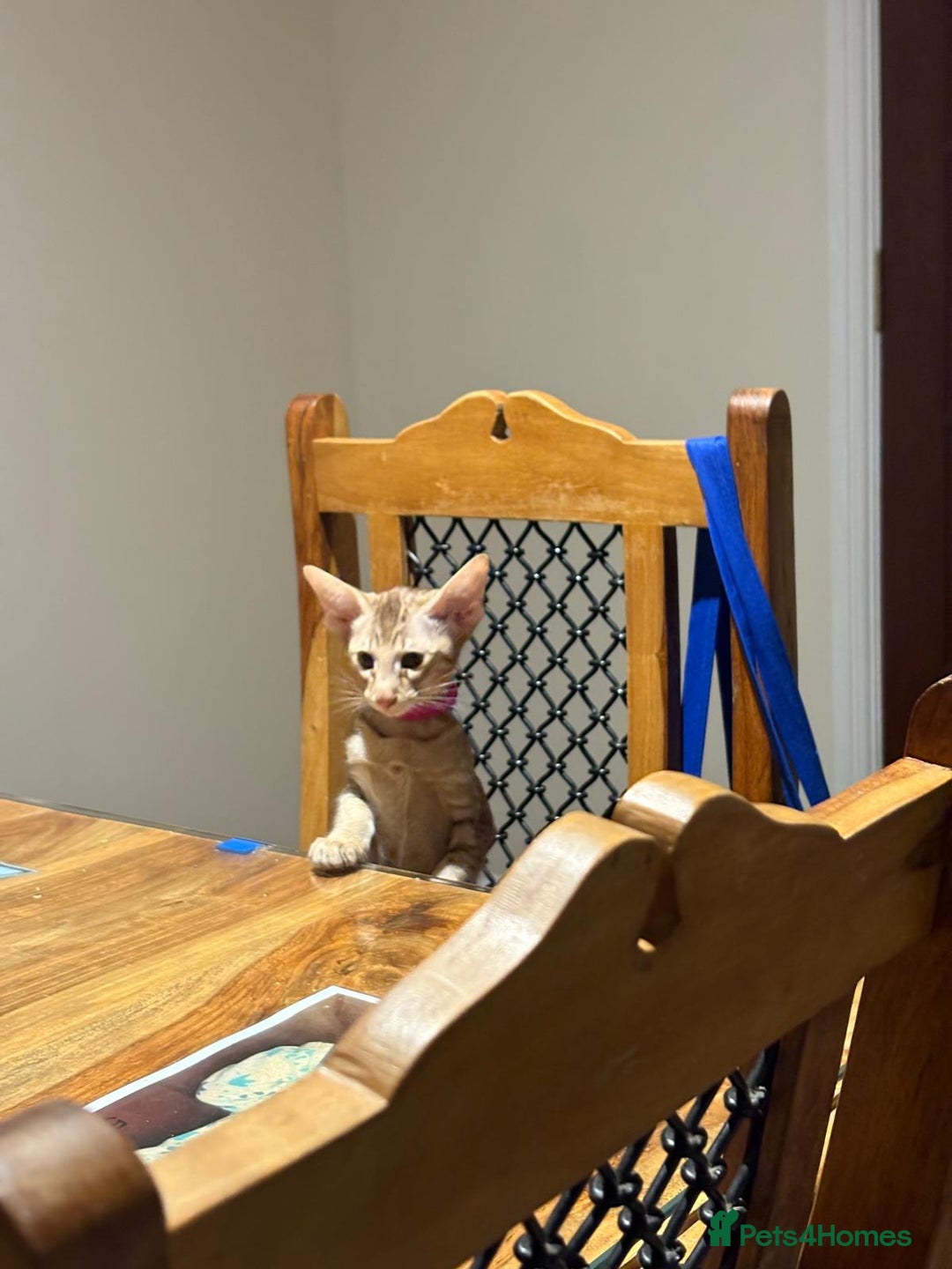 Oriental cats for sale: Last GCCF Oriental female reduced £850 - Image 2